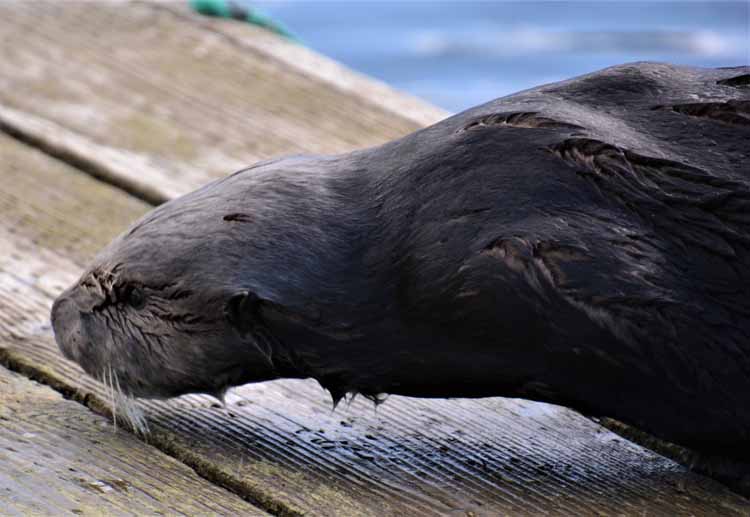 harbor seal on dock